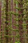 USA, Washington State, Hoh River Trust. Sitka spruce trees with moss. Art Print